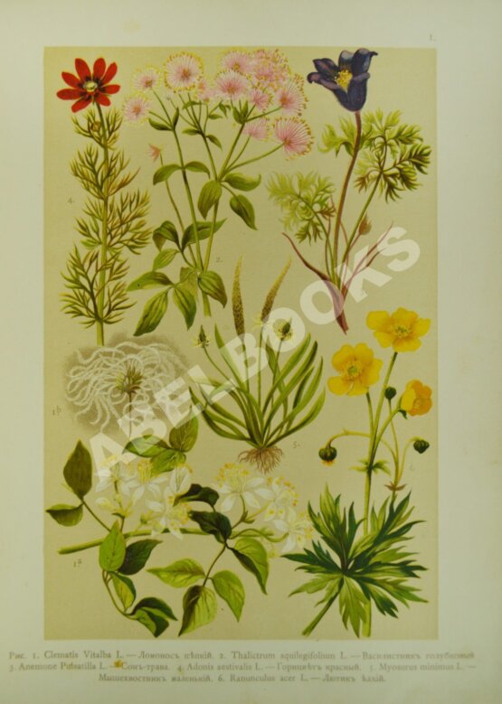 Антикварная книга Монтеверде, Н.А. Ботанический атлас