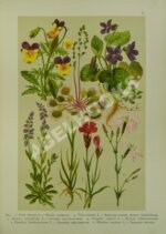 Монтеверде, Н.А. Ботанический атлас