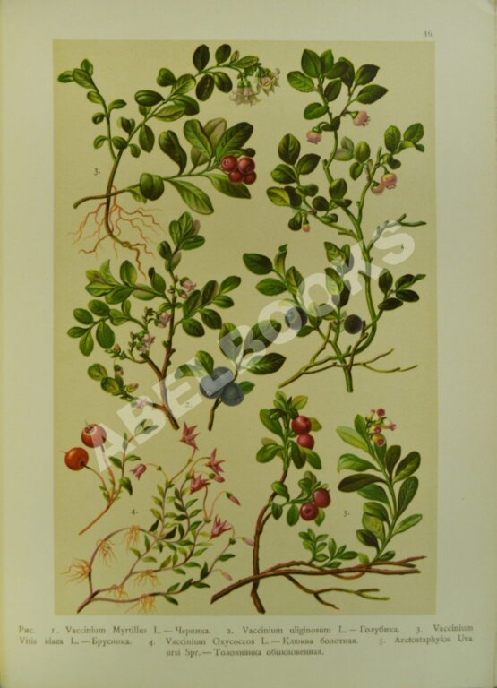 Антикварная книга Монтеверде, Н.А. Ботанический атлас