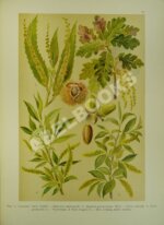 Монтеверде, Н.А. Ботанический атлас