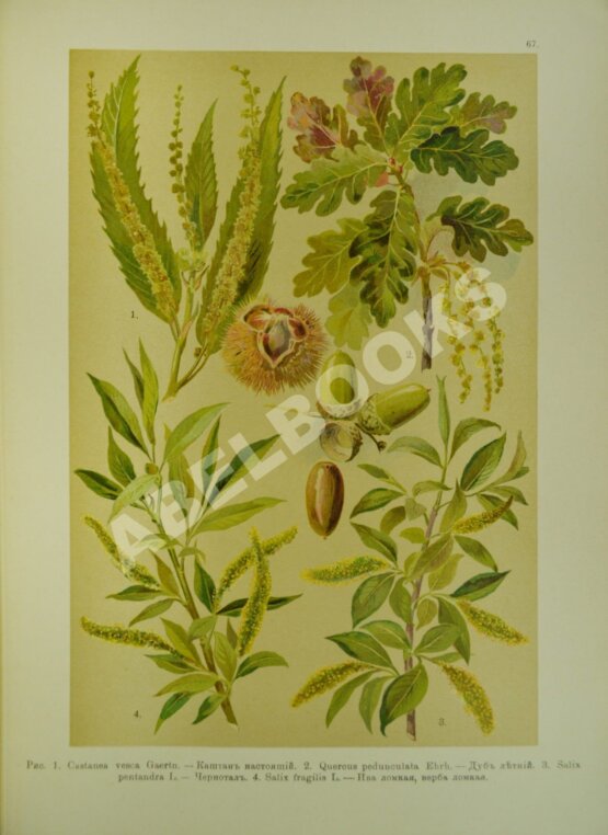 Антикварная книга Монтеверде, Н.А. Ботанический атлас