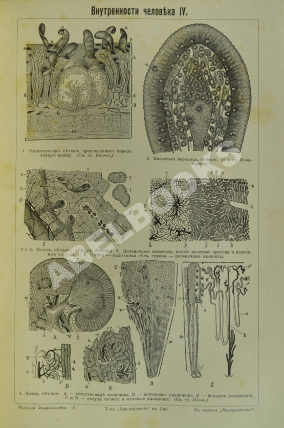 Южаков, С.Н. Большая энциклопедия