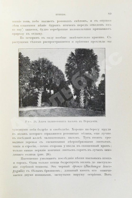 Антикварная книга Гюнтер, К. Цейлон. Введение в мир тропиков