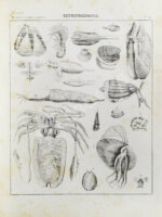 Картинная галерея или систематическое собрание рисунков по всем отраслям человеческих познаний