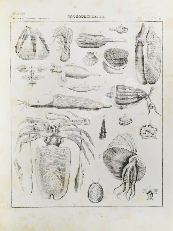 Антикварная книга Картинная галерея или систематическое собрание рисунков по всем отраслям человеческих познаний