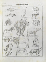 Картинная галерея или систематическое собрание рисунков по всем отраслям человеческих познаний