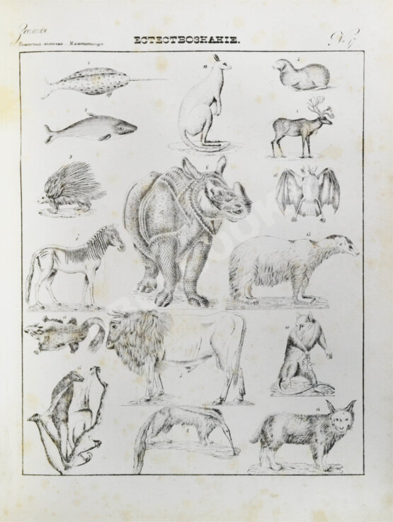 Антикварная книга Картинная галерея или систематическое собрание рисунков по всем отраслям человеческих познаний