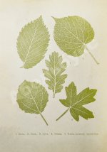 Вагнер, Г. Путешествие по лесу и степи