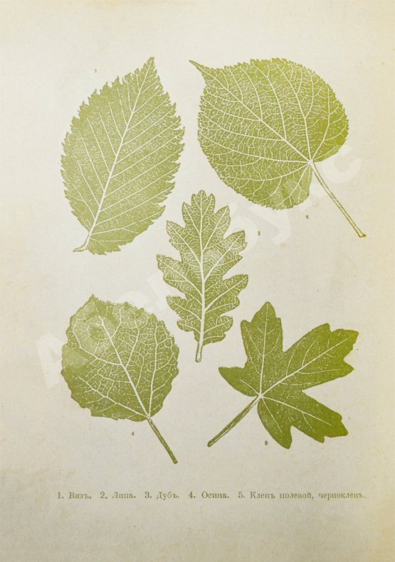 Антикварная книга Вагнер, Г. Путешествие по лесу и степи