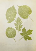 Вагнер, Г. Путешествие по лесу и степи