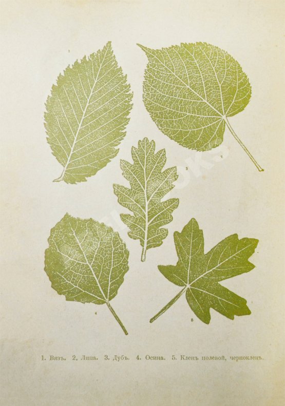 Антикварная книга Вагнер, Г. Путешествие по лесу и степи