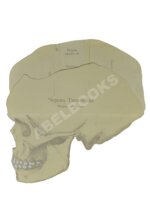 Вселенная и человечество