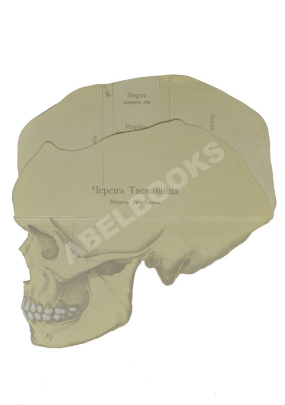 Антикварная книга Вселенная и человечество