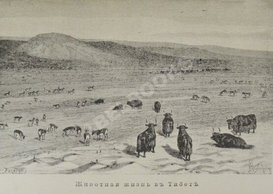 Антикварная книга Зеленин, А.В. Путешествия Н.М. Пржевальского