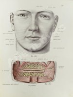 Соботта, Й. Атлас описательной анатомии человека