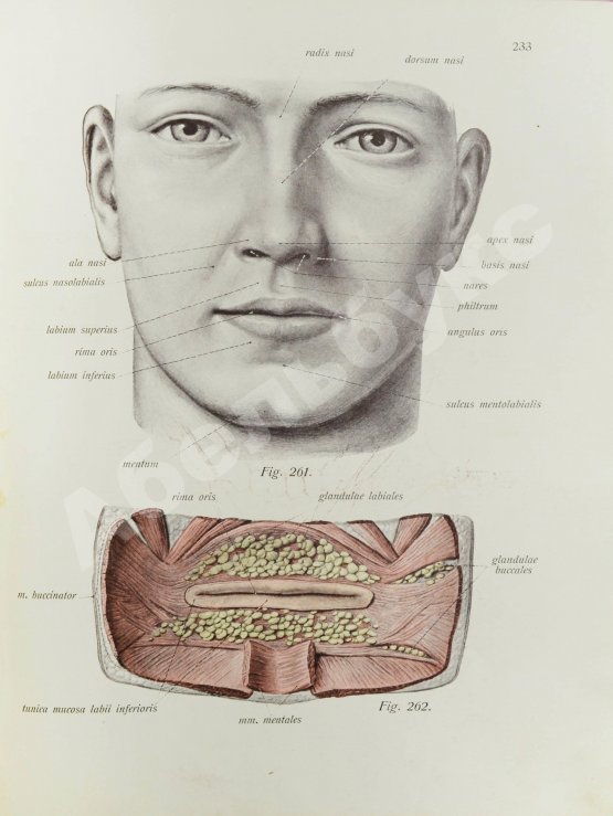 Антикварная книга Соботта, Й. Атлас описательной анатомии человека