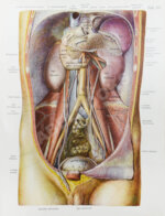 Соботта, Й. Атлас описательной анатомии человека