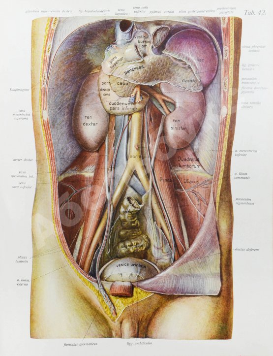 Антикварная книга Соботта, Й. Атлас описательной анатомии человека
