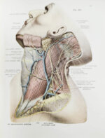 Соботта, Й. Атлас описательной анатомии человека