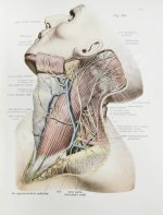 Соботта, Й. Атлас описательной анатомии человека