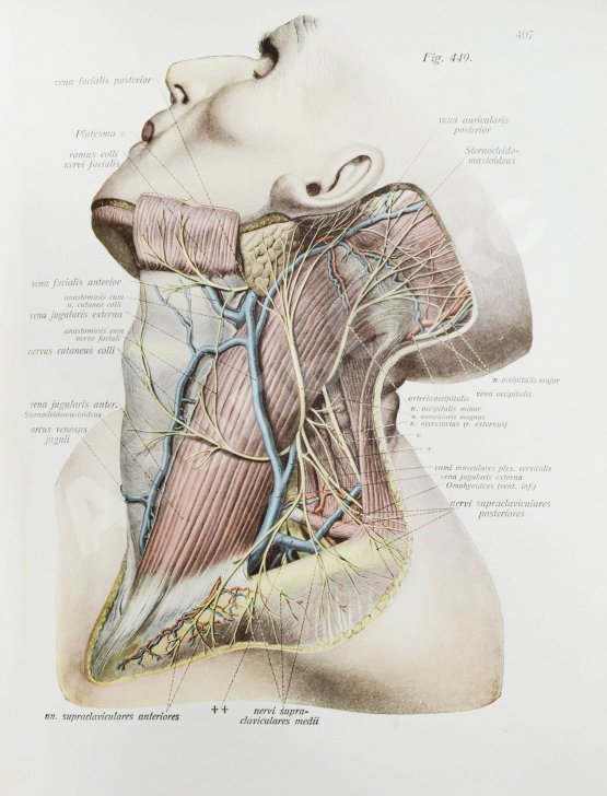 Антикварная книга Соботта, Й. Атлас описательной анатомии человека