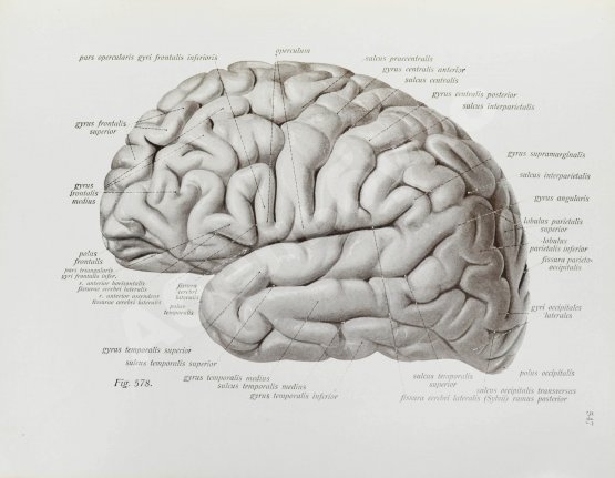 Антикварная книга Соботта, Й. Атлас описательной анатомии человека