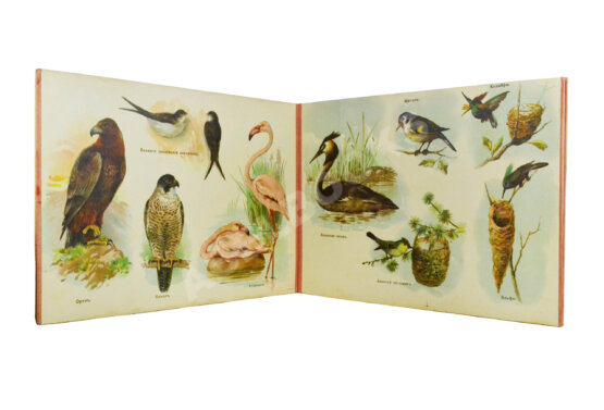 Антикварная книга Царство пернатых