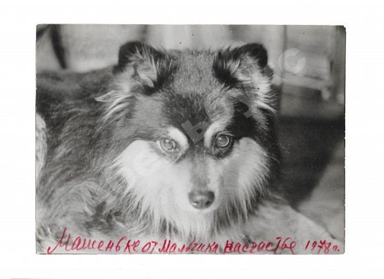 Раневская, Ф.Г. [автограф] Фотография собаки Фаины Раневской по кличке «Мальчик» с автографом актрисы от имени собаки