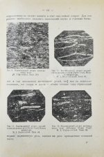 Стадников, Г.Л. Происхождение углей и нефти