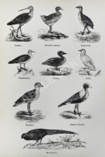 Конволют изданий об охоте — Антикварные книги 20 века