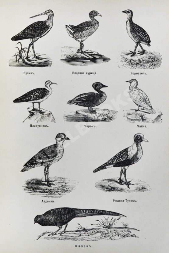 Антикварная книга Конволют изданий об охоте — Антикварные книги 20 века