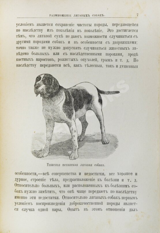 Антикварная книга Конволют изданий об охоте — Антикварные книги 20 века