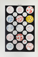 Русская энциклопедия