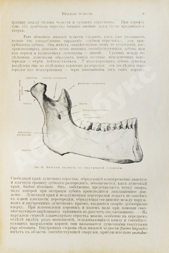 Антикварная книга Euler, H., Port, G. Руководство по зубоврачеванию