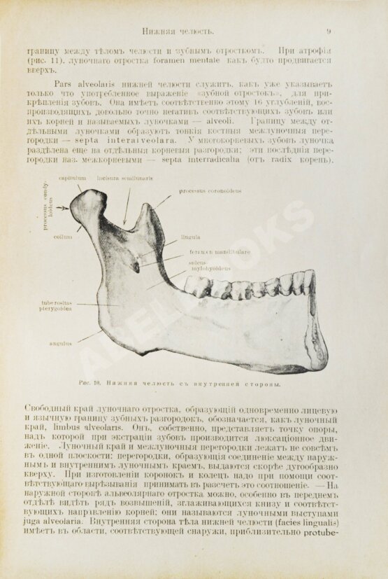 Антикварная книга Euler, H., Port, G. Руководство по зубоврачеванию