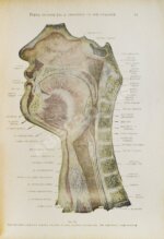 Euler, H., Port, G. Руководство по зубоврачеванию