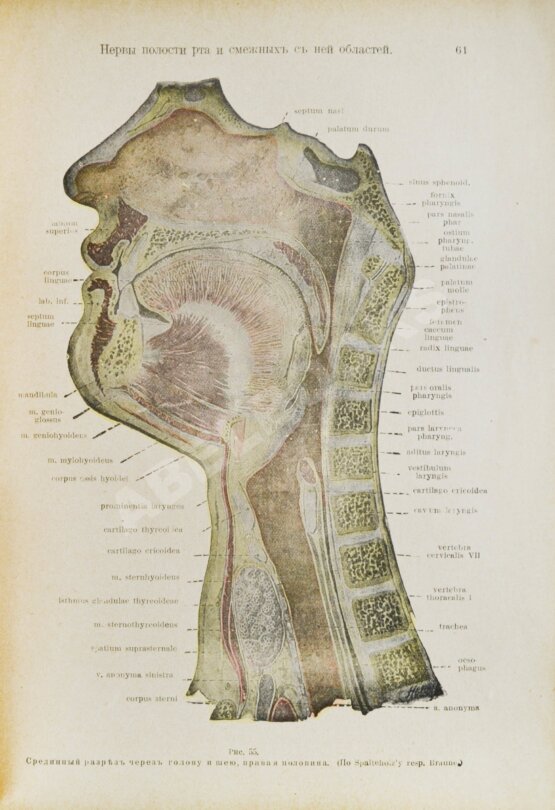 Антикварная книга Euler, H., Port, G. Руководство по зубоврачеванию