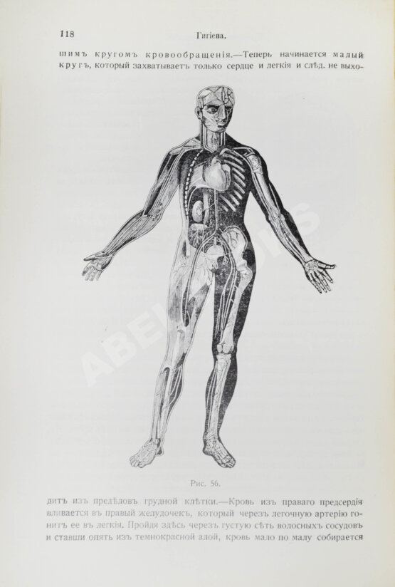 Антикварная книга Скворцов, И.П. Гигиена, с включением анатомии, физиологии и патологии человеческого тела