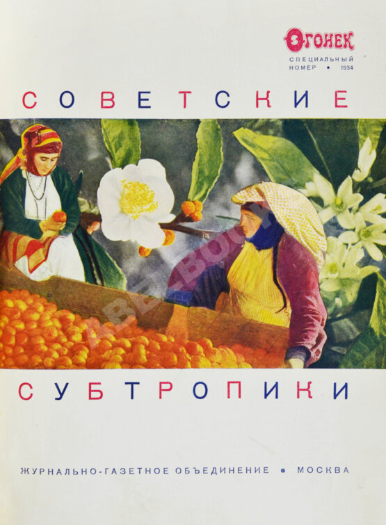 Антикварная книга Советские субтропики