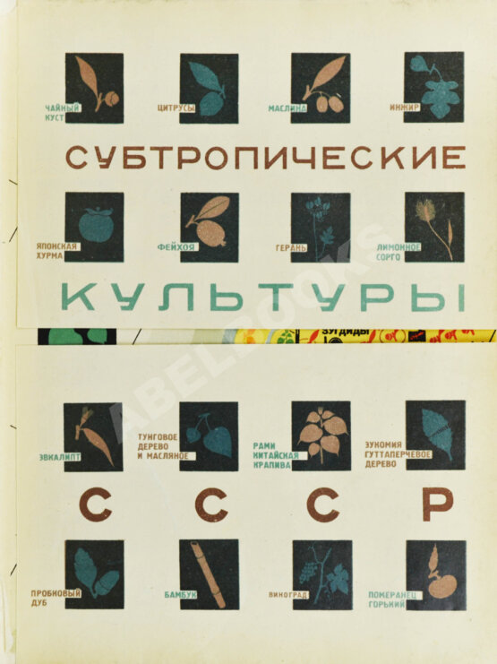 Антикварная книга Советские субтропики