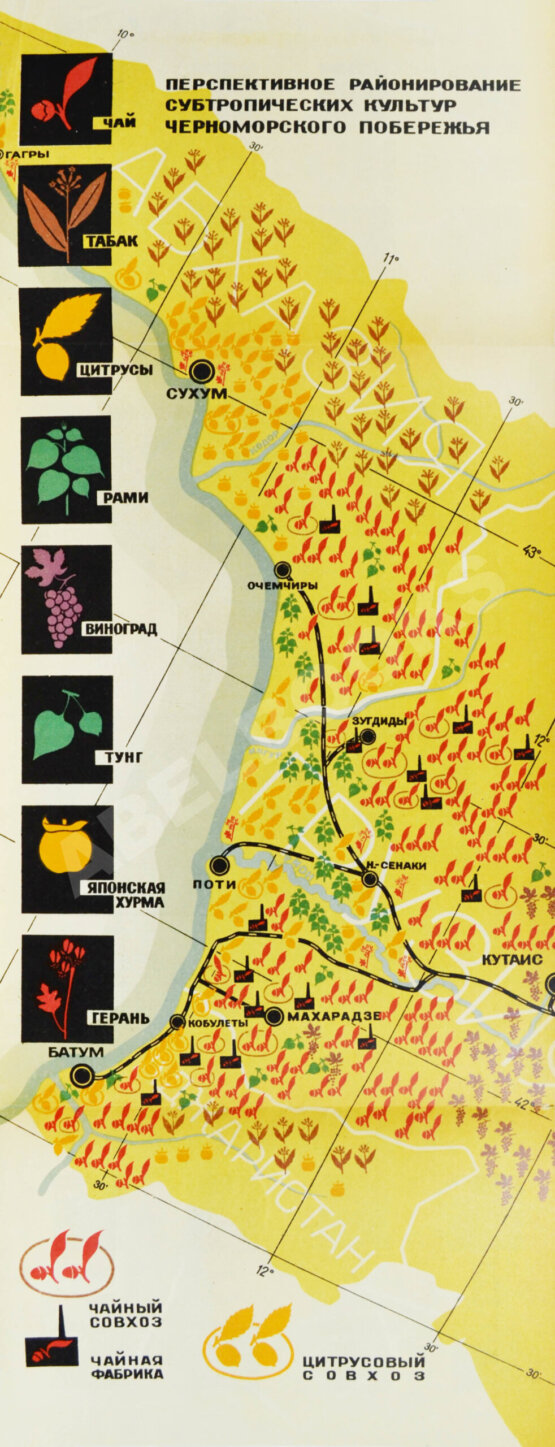 Антикварная книга Советские субтропики