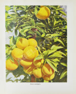 Грузинская ССР на Всесоюзной сельскохозяйственной выставке 1939-40