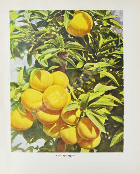 Антикварная книга Грузинская ССР на Всесоюзной сельскохозяйственной выставке 1939-40 Антикварная книга Грузинская ССР на Всесоюзной сельскохозяйственной выставке 1939-40