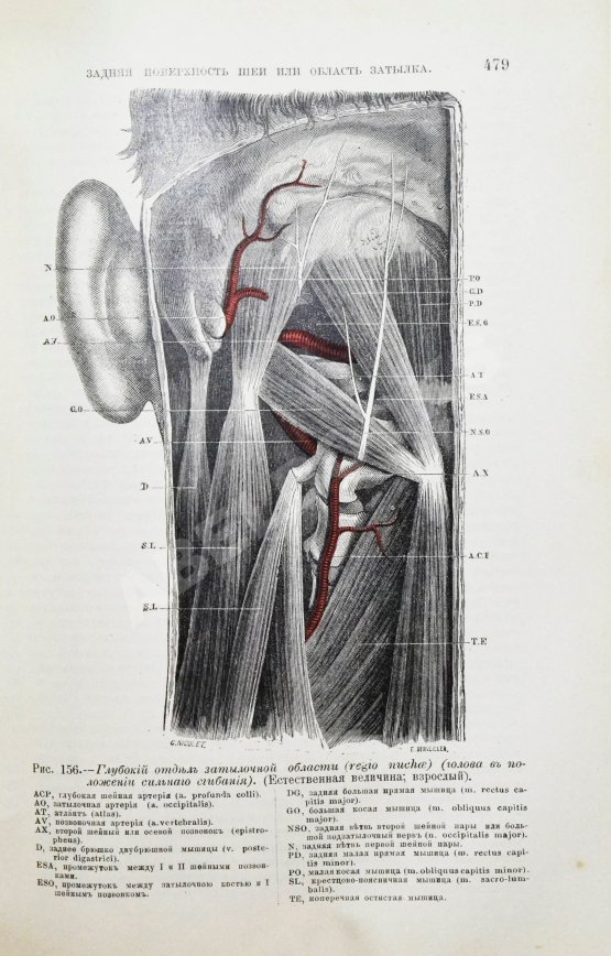 Антикварная книга Tillaux, P. Руководство к топографической анатомии в применении к хирургии