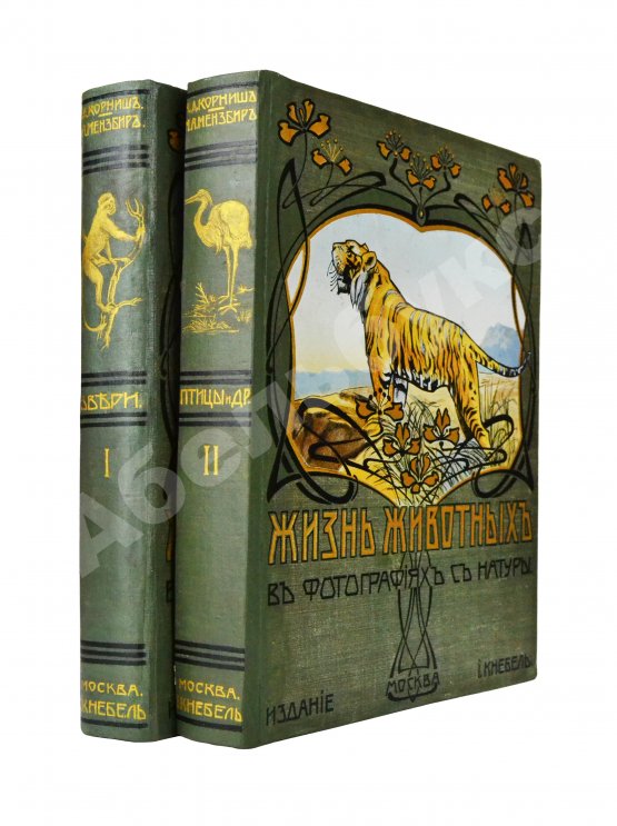 Антикварная книга Корниш, Ч.Д. Жизнь животных в фотографиях с натуры. Общедоступная зоология