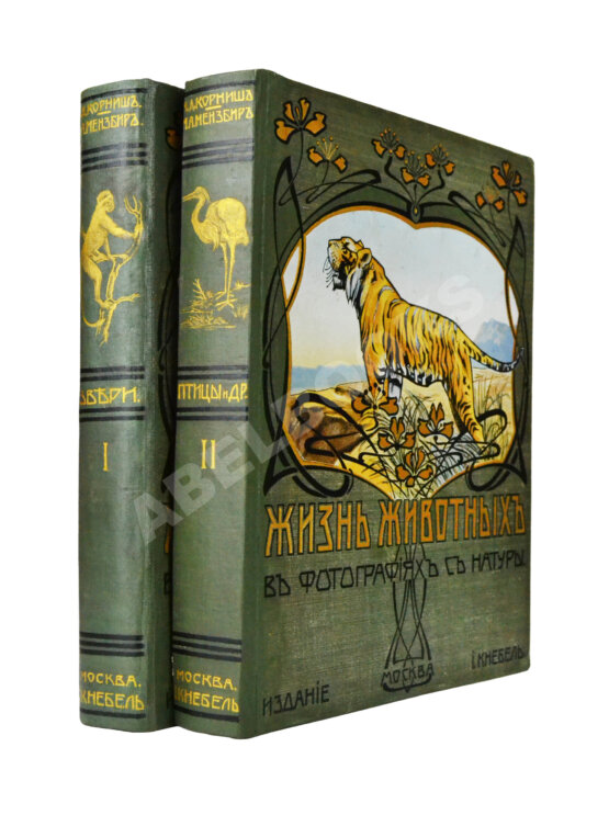 Антикварная книга Корниш, Ч.Д. Жизнь животных в фотографиях с натуры. Общедоступная зоология
