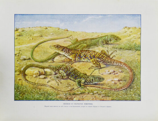 Антикварная книга Корниш, Ч.Д. Жизнь животных в фотографиях с натуры. Общедоступная зоология