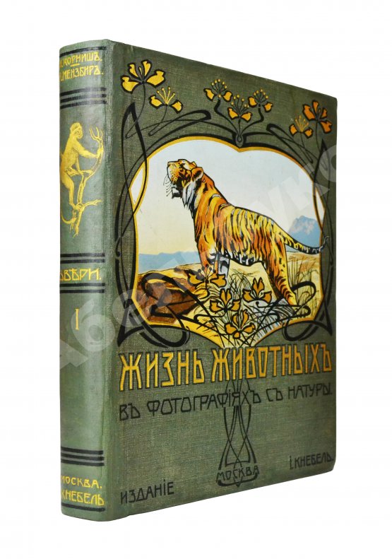 Антикварная книга Корниш, Ч.Д. Жизнь животных в фотографиях с натуры. Общедоступная зоология