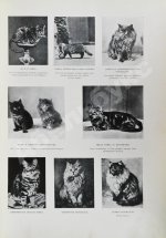Корниш, Ч.Д. Жизнь животных в фотографиях с натуры. Общедоступная зоология