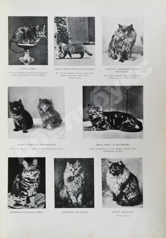 Антикварная книга Корниш, Ч.Д. Жизнь животных в фотографиях с натуры. Общедоступная зоология